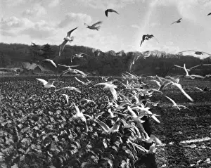 Swoop Prints: Gulls in Ploughed Field