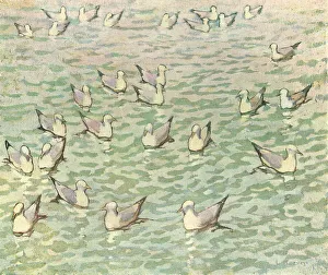 Hervey Prints: Gulls On Water