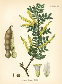 Arabic Gallery: Gum acacia or gum arabic tree, Acacia senegal