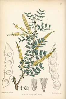 Acacia Gallery: Gum arabic, Acacia senegal