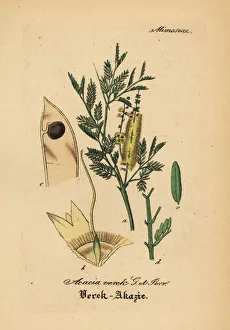 Acacia Gallery: Gum arabic tree, Acacia senegal