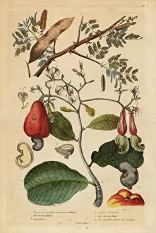 Fleurs Collection: Gum arabic tree and cashew tree