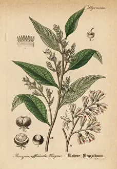 Sumatra Prints: Gum benjamin tree, Styrax benzoin