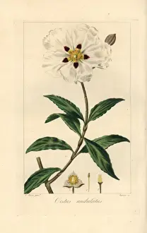 Botanicalillustration Prints: Gum cistus, wavy leaved variety, Cistus ladaniferus