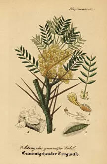 Gum tragacanth milkvetch, Astracantha gummifera