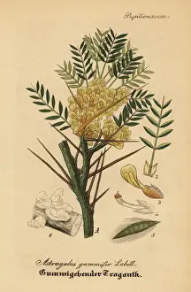 Astragalus Prints: Gum tragacanth milkvetch, Astracantha gummifera