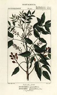 Images Dated 22nd March 2020: Gumbo-limbo, Bursera simaruba