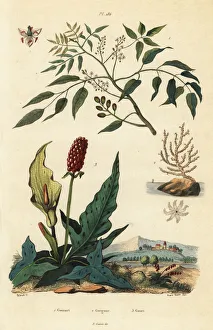 Maculatum Gallery: Gumbo-limbo, sea fan coral and cuckoopint
