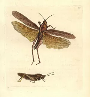 Gumleaf grasshopper (female top, male below)