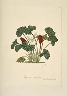 Gunnera magellanica, gunnera
