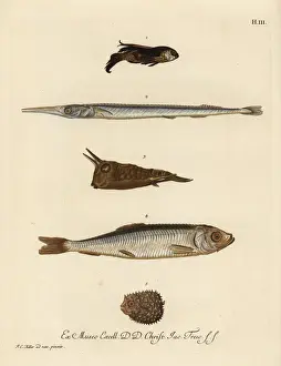 Hirundo Prints: Gurnard, needlefish, cowfish, herring and porcupinefish