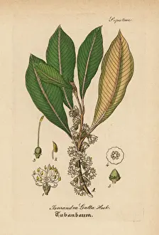 Gutta-percha, Palaquium gutta