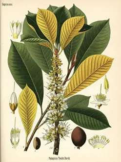 Gutta percha, Palaquium gutta