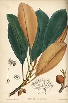 Gutta percha or taban, Palaquium gutta