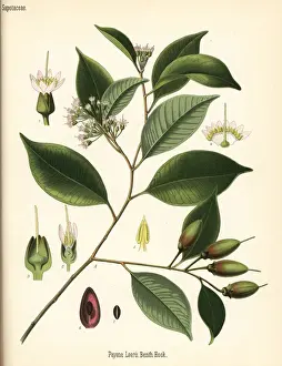 Adolph Prints: Gutta percha tree, Payena leerii