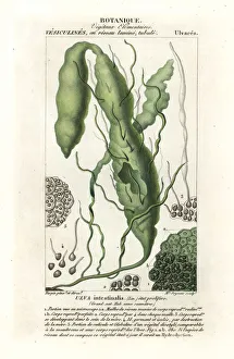 Spine Gallery: Gutweed or grass kelp, Ulva intestinalis