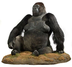 Mammalia Gallery: Guy (1946-1978), a western lowland gorilla