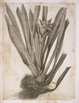 Sloane Prints: Guzmania lingulata, scarlet star