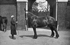 Caring Prints: Gwen Aldin at Army Remount Depot, WW1