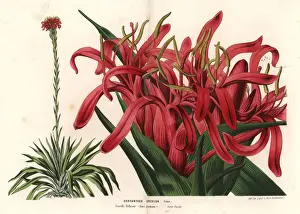 Gymea lily, Doryanthes excelsa