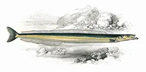 Eels Prints: Gymnammodytes cicerelus, or Mediterranean Sand Eel