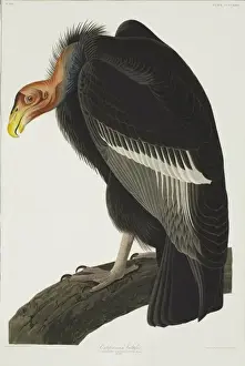 Accipitriformes Prints: Gymnogyps californianus, Californian condor