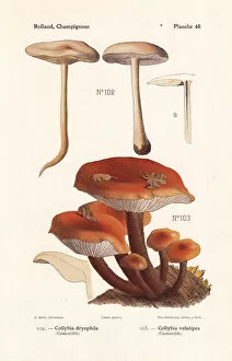 Gymnopus dryophilus and enokitake