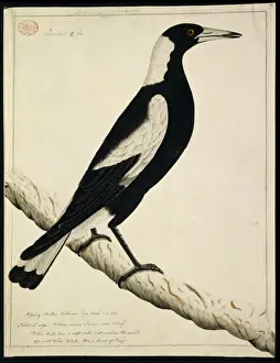 Nape Prints: Gymnorhina tibicen, Australian magpie