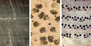 Paul Kenrick Prints: Gymnosperm, palm & angiosperm