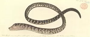 Anguilliformes Gallery: Gymnothorax favagineus, honeycomb moray eel
