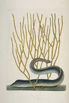 Mark Catesby Collection: Gymnothorax funebris, green moray