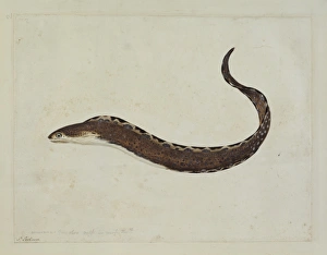 Anguilliform Gallery: Gymnothorax ocellatus, Caribbean ocellated moray
