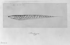 1823 1913 Collection: Gymnotus carapo, banded knifefish