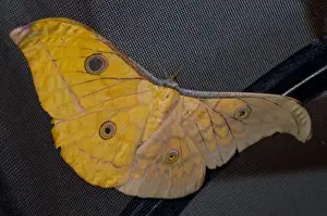 Gynandromorph Antheraea frithi, silkmoth