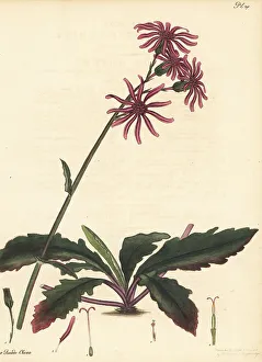 Gynura pseudochina
