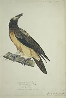 Accipitridae Gallery: Gypaetos barbatus, lammergeier