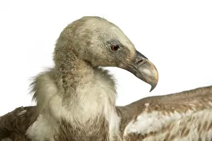 Griffon Prints: Gyps fulvus, Eurasian griffon vulture