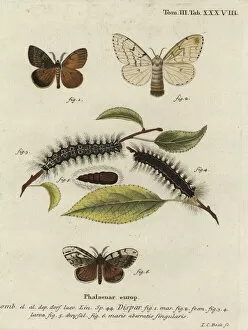 Phalaena Collection: Gypsy moth, Lymantria dispar