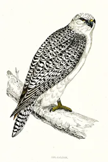 Images Dated 23rd April 2019: GYRFALCON