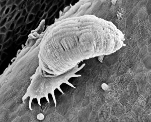 Microscope Image Gallery: Gyrodactylus, aquatic parasite