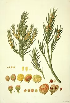 Brassicales Gallery: Gyrostemon ramulosus, sandhill corkbark