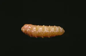 Diptera Prints: Gyrostigma rhinocerontis, botfly maggot