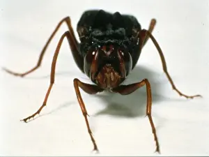 Gyrostigma rhinocerontis, rhinoceros stomach botfly
