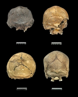 H. erectus, H. heidelbergensis, H. neanderthalensis, H. sapi H. erectus, H. heidelbergensis, H. neanderthalensis, H. sapi