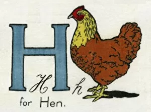 Images Dated 25th June 2012: H for Hen