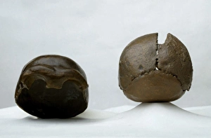 H. neanderthalensis (Neanderthal 1) & H. neanderthalensis (S H. neanderthalensis (Neanderthal 1) & H. neanderthalensis (S