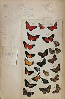 Butterfly Collection: H. W. Bates illustrated notebook