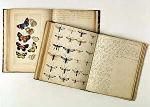 Arthropoda Collection: H. W. Bates illustrated notebooks