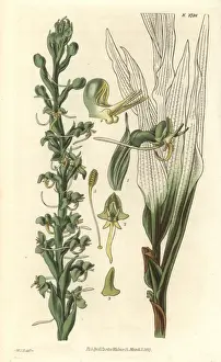 Fringed Prints: Habenaria leptoceras, slender-spurred fringed