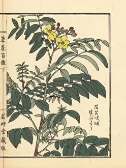 Gardenflower Prints: Habusou or coffee senna, Senna occidentalis